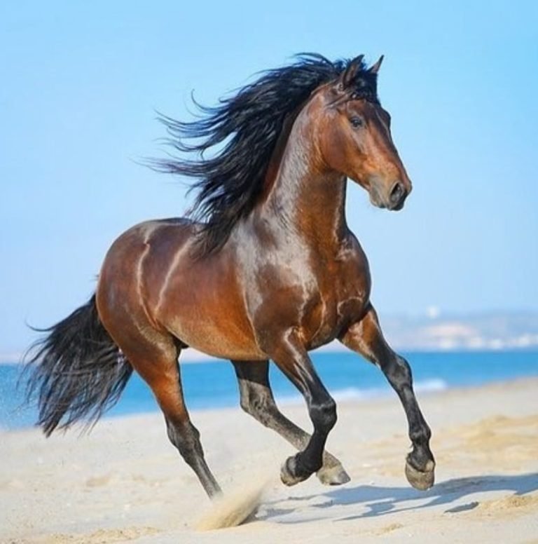 Normal Expense of Steeds