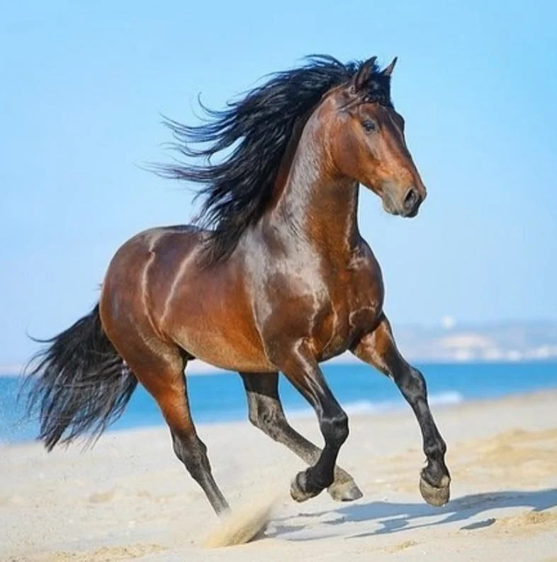 Normal Expense of Steeds