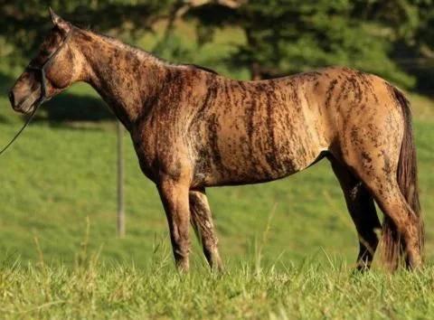 Brindle Horse